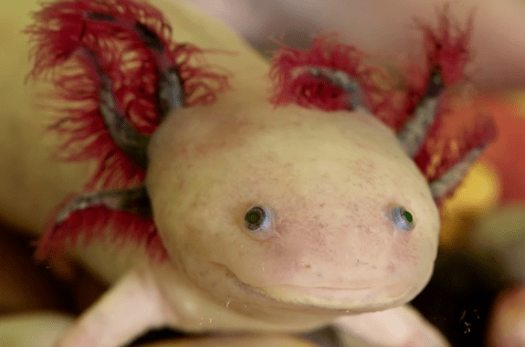 A Hand, a Fin, a Gene