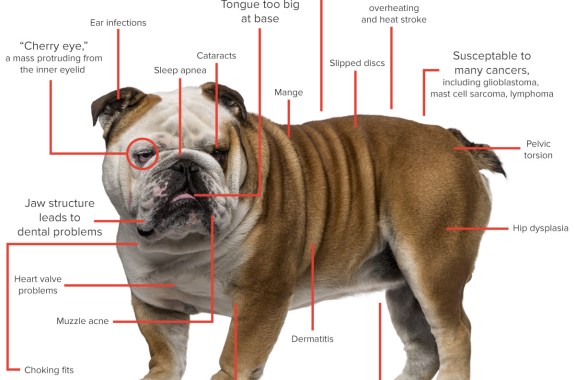 Is a Healthier English Bulldog Possible?