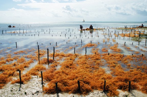 Is a Seaweed Boom a Boon?