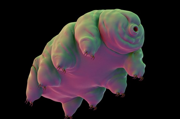 a microscopic view of an animal that looks like a cross between a rollie-pollie and a bear
