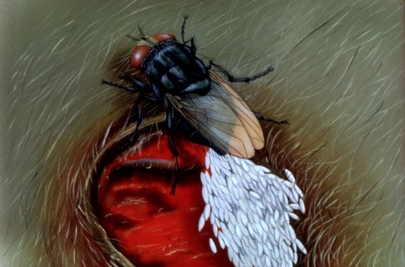 Return of the Screwworm Is Bad News for Endangered Deer