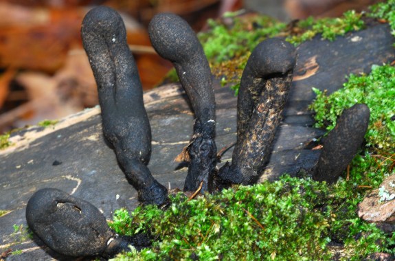 Don’t Be Scared Of These ‘Dead Man’s Fingers’