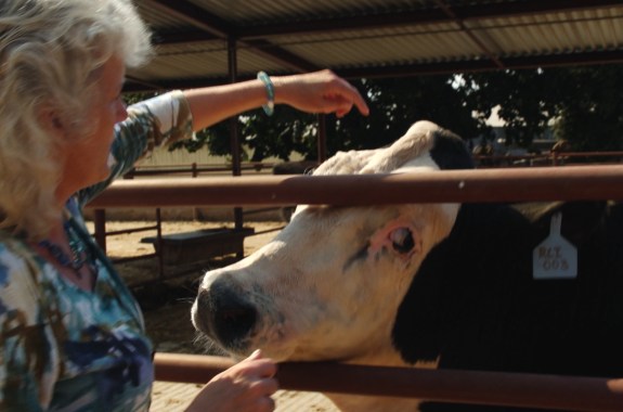 Scientists Develop a Hornless Cow Through Gene Editing