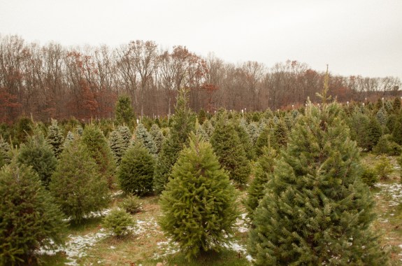 Does Your Christmas Tree Have Good Genes?