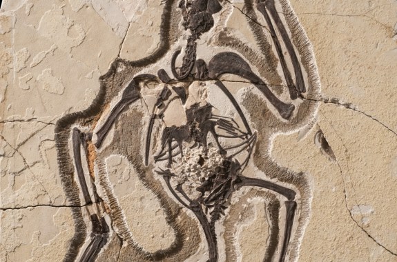 From China, A Flock Of Fossils