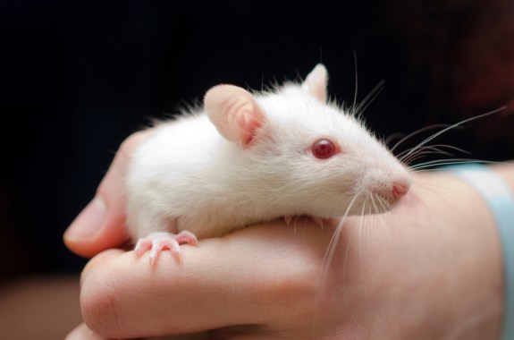 Human-Animal Hybrids Find Their Place in Medicine