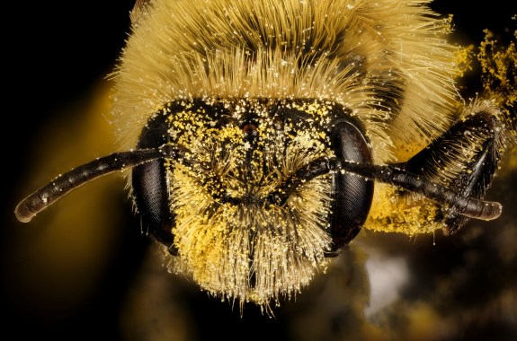 The Secret (Smart) Life of Bees
