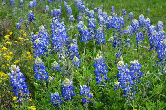 Superblooms Are a ‘Smorgasbord’ for Bees