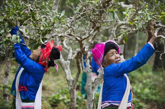 two older asian women wearing bright blue coats and headdresses reach up to pick tea