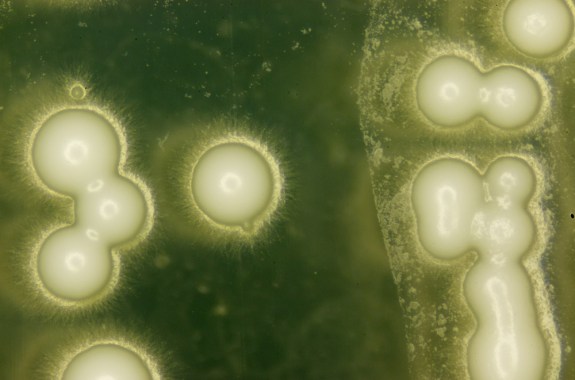 Synthetic Yeast, Fake Science News, and the Tully Monster