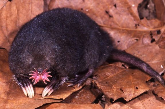 This Neuroscientist Loves The ‘Extremes’ In The Animal Kingdom