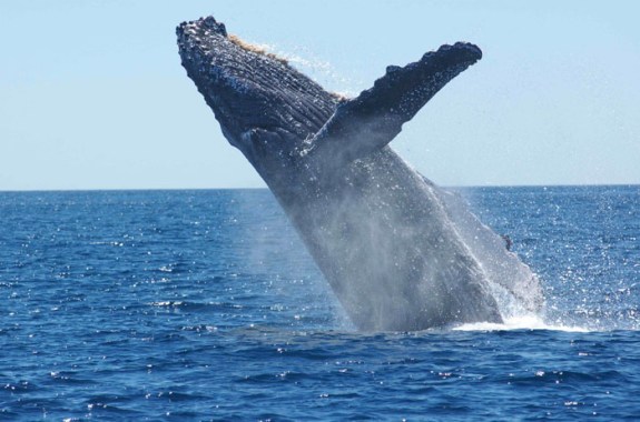 Why Are Whales Whale-Sized?