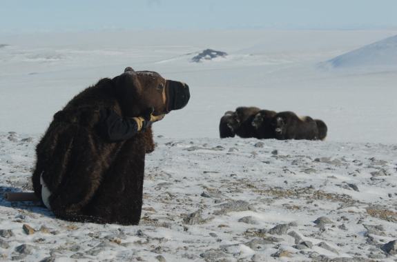 Getting Inside The Head Of A Muskox