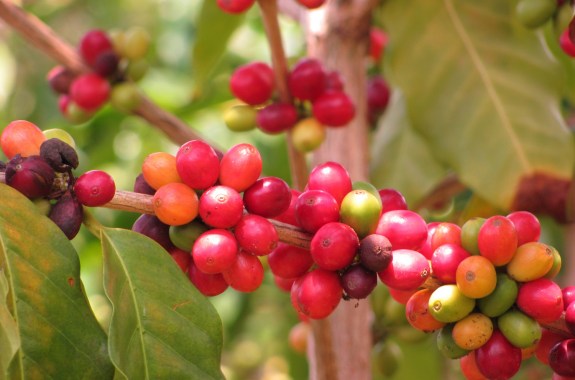 Climate Change Could Lead To Coffee Crisis