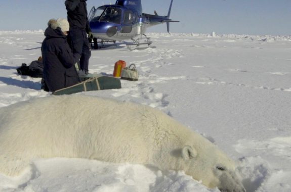 Breakthrough: Polar Bear Witness