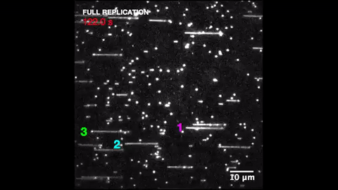Caught On Video: How DNA Replicates