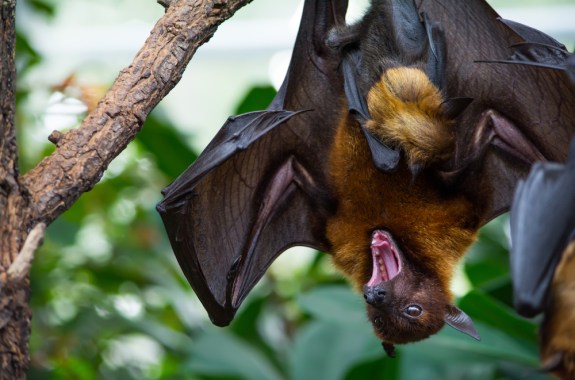 Bats Are Special—But Not In A Good Way