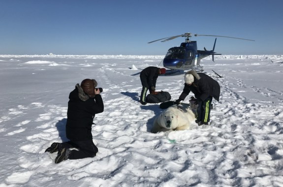 How To Film A Polar Bear