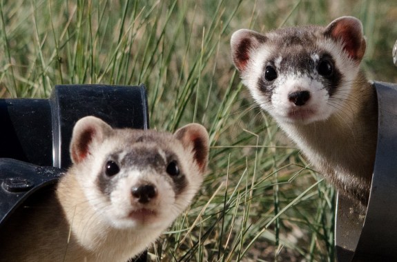 How The West Will Be Won (For The Black-Footed Ferret)