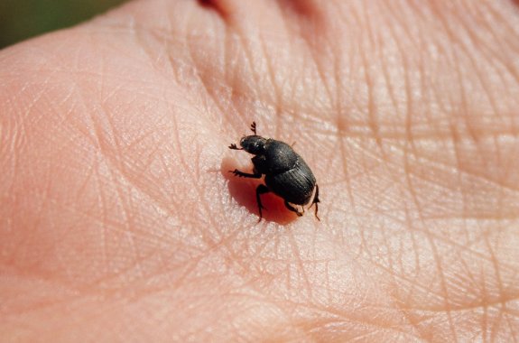 One Person’s Dung Is Another One’s Treasure