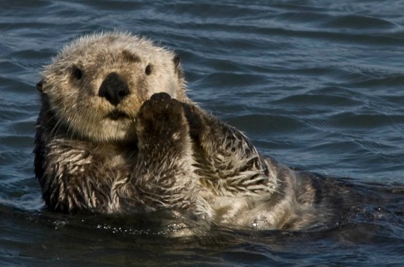 To Study Sea Otters, Use A Lifetime Tracker