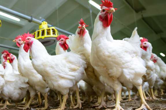 How Antibiotics Beefed Up The Chicken Industry
