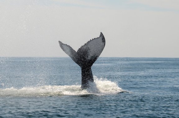 In NYC Waters, A Whale Of A Tale