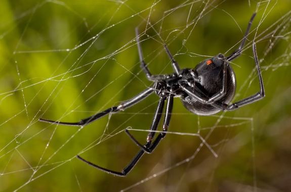 In Defense Of Spiders