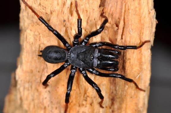 black purse-web spider