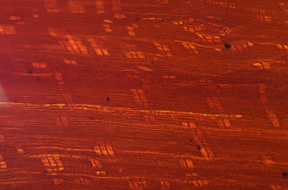 a microscopic view of red striations of a thin piece of coal