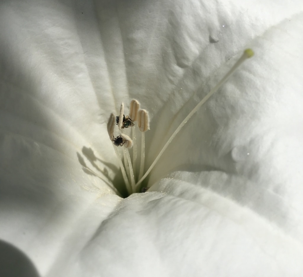 tiny dark bees crawling on the anthers of a white flower