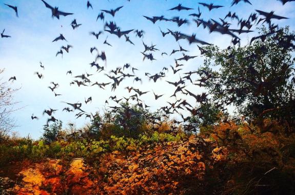 How Do Bats Communicate?