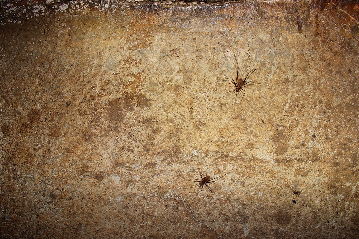 Two cave crickets