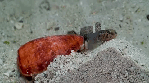 Killer Cone Snails…For Your Health?