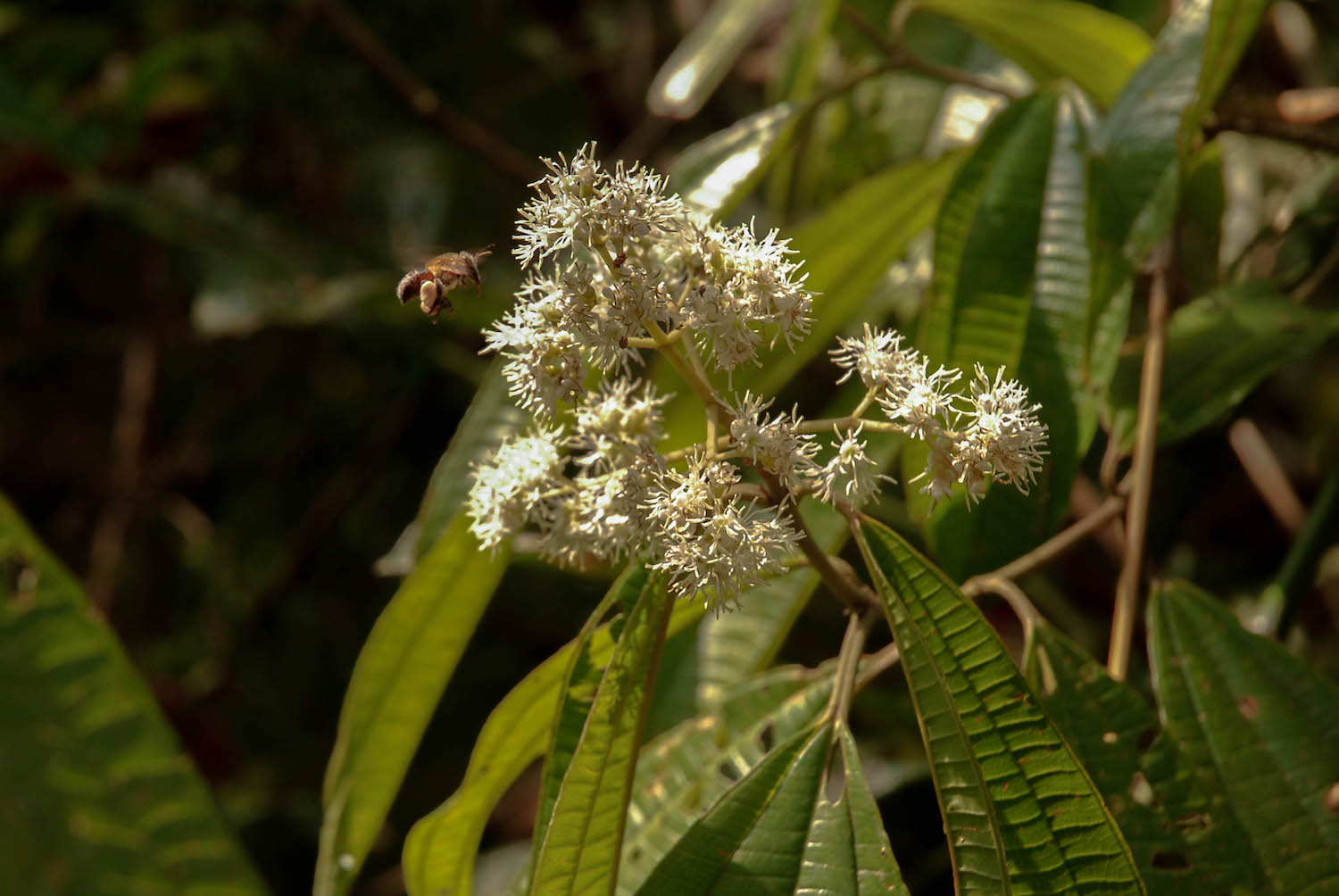 a stingless bee hovering next to a flowering tree