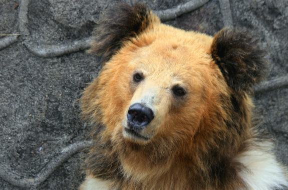 Bad News Bears For Yeti Hunters