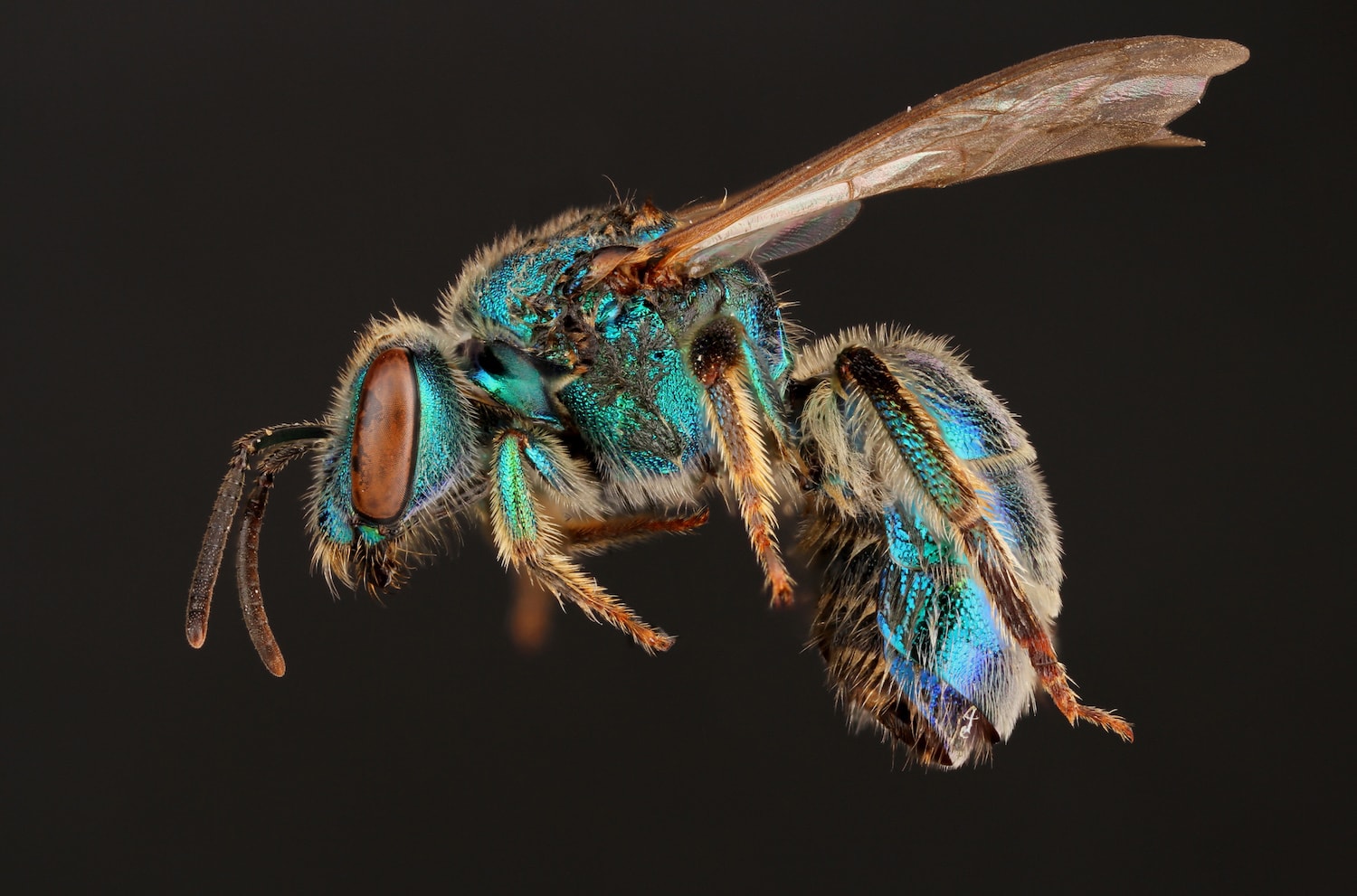 a shiny blue bee on black background