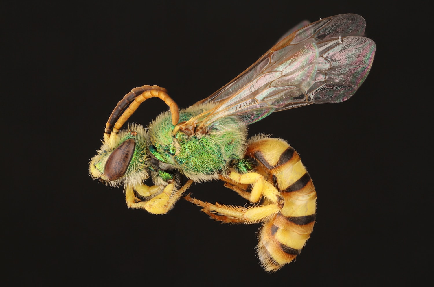 a green bodied bee with black and yellow stripes and curled antenna