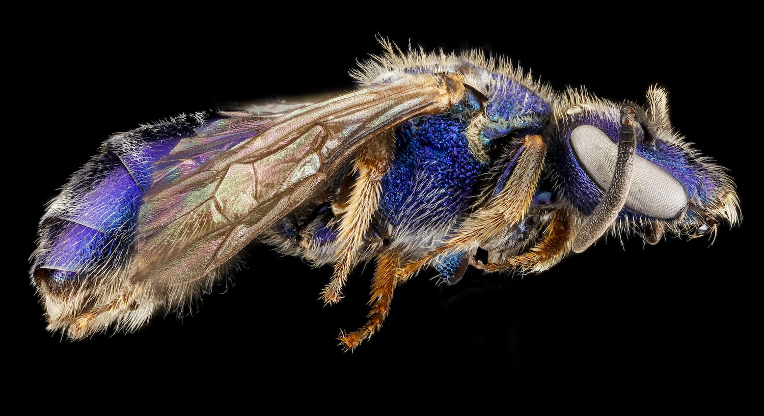 a purple sweat bee