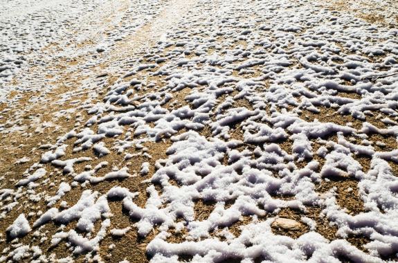 The Surprising Life Inside Frozen Soil