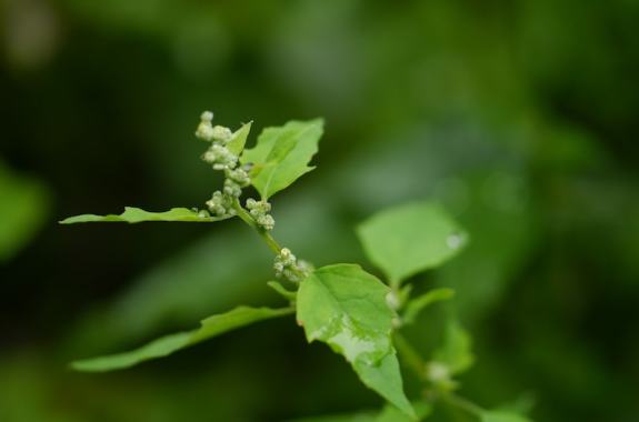A green plant with tiny green spheres along the stem