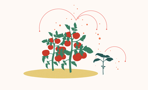 plant disease transmission