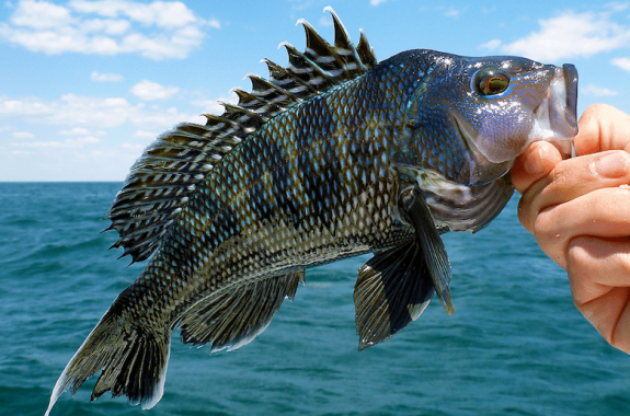 a black sea bass being held by the mouth by a hand