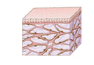 diagram of skin organ