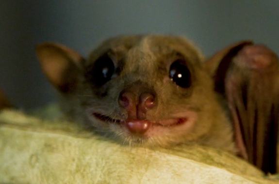face of a cute bat