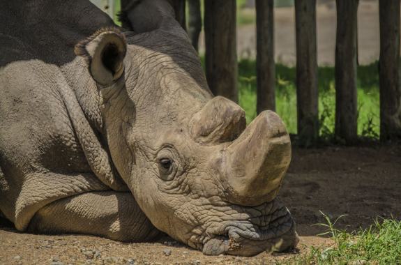 sudan the northern white rhino laying down