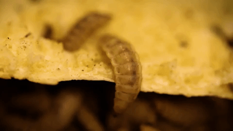 a lone maggot wriggling around