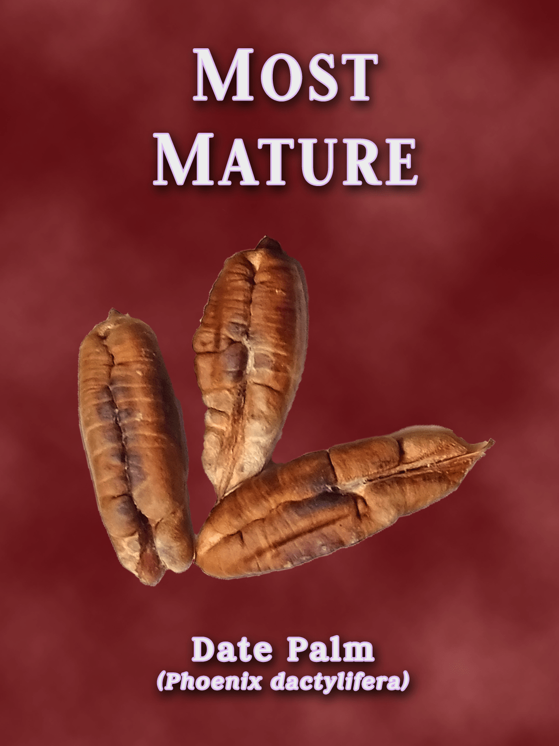 a yearbook style portrait of a date palm seed