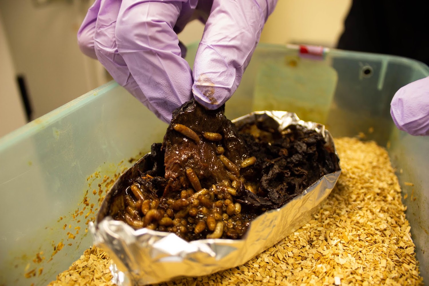 maggots in a tin container with liver