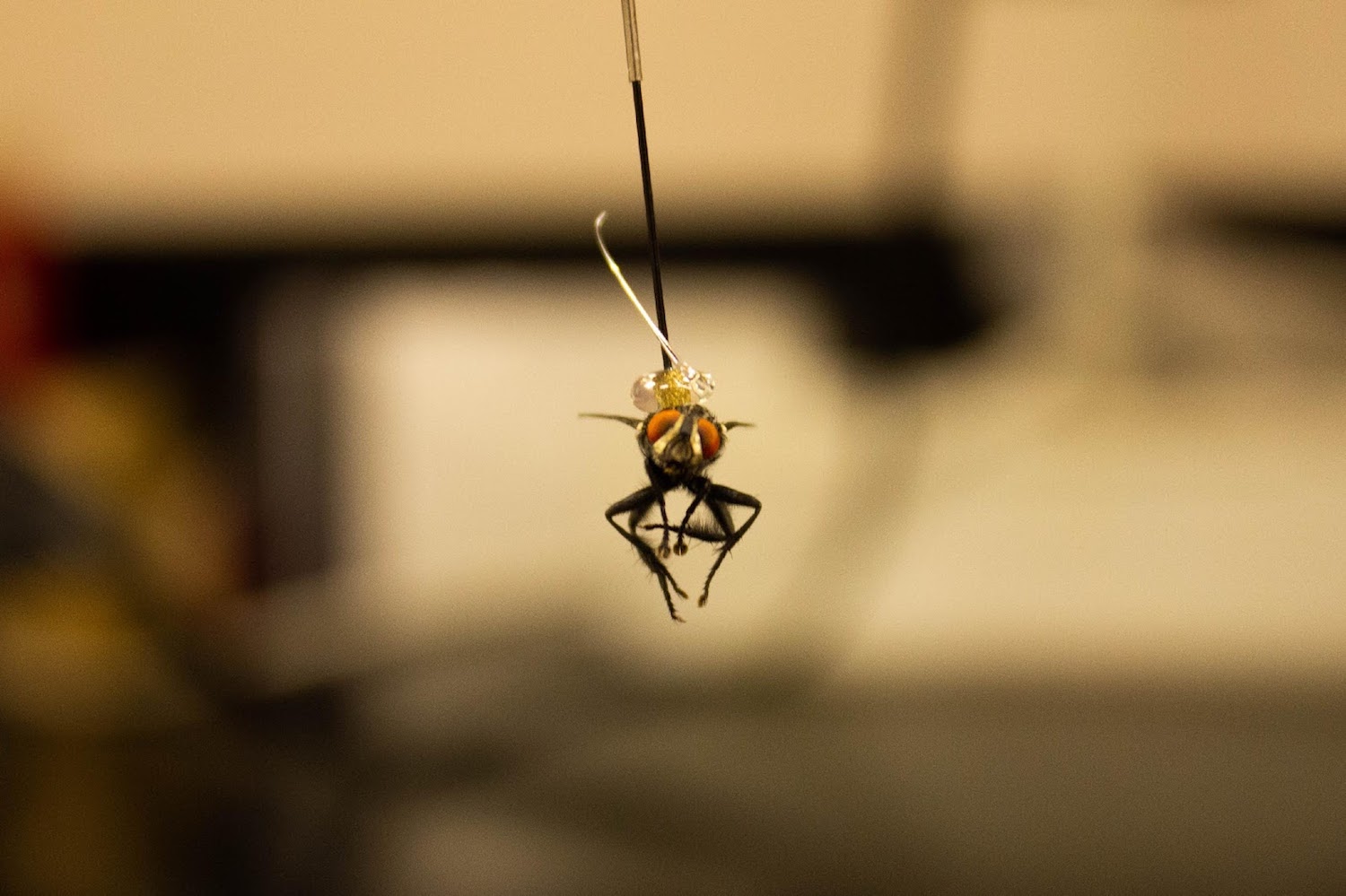 up close of the flesh fly glued to a pin